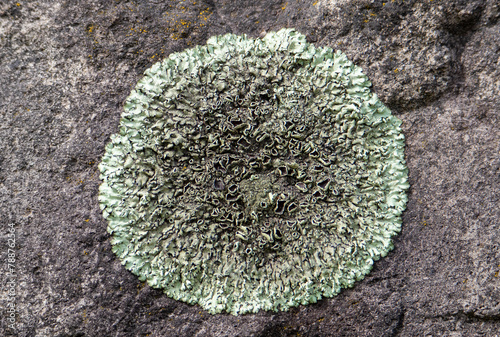 Close-up of a lichen Phaeophyscia endococcinoides on a stone photo