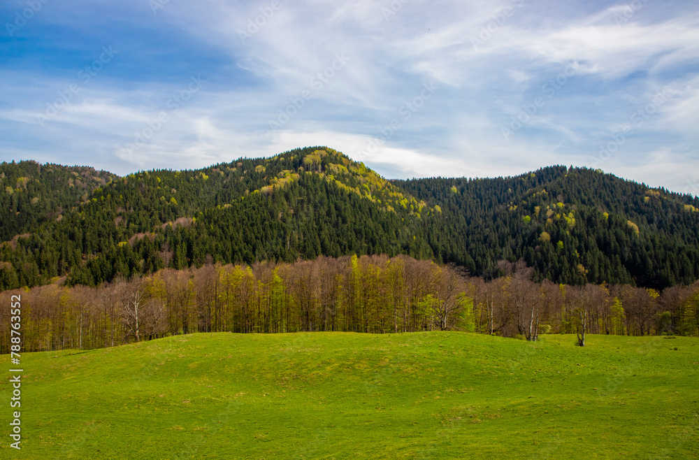 Landscape with a green field and a mountain with a forest in the background in spring