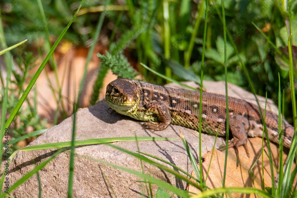 Close-up with a Lacerta agilis lizard in the natural environment Close-up with a Lacerta agilis lizard in the natural environment
