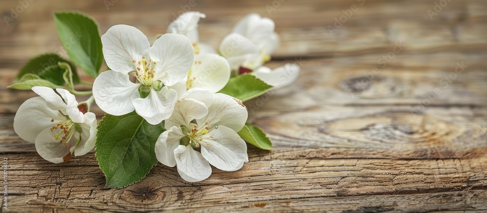 Apple blossoms on a wooden background during the spring season. Apple blossoms on a wooden background during the spring season.