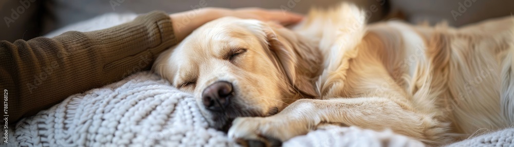 A golden retriever peacefully sleeping on a soft blanket with a loving hand A golden retriever peacefully sleeping on a soft blanket with a loving hand