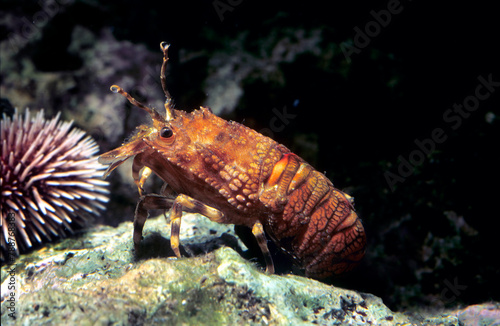 Lesser Locust Lobster Scyllarus arctus, Magnosella (Scyllarus arctus). Cicala di mare. Alghero. Capo Caccia Sardinia, Italy