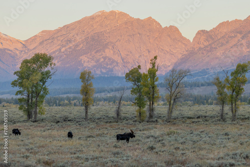 Bull Moose With Cows During the Rut in Autumn in Wyoming