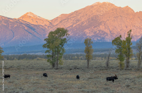 Bull Moose With Cows During the Rut in Autumn in Wyoming