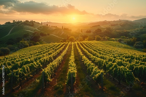 A captivating aerial view of a vineyard bathed in golden sunlight, where winemakers carefully tend to their vines, cultivating the finest grapes. photo