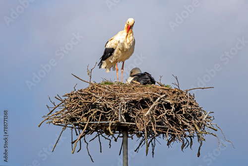 Two storks sitting in the nest. The season is spring.
