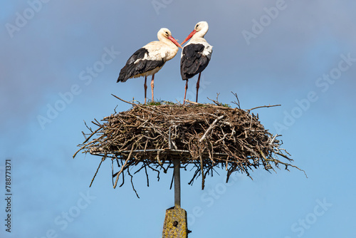 Two storks sitting in the nest. The season is spring.
