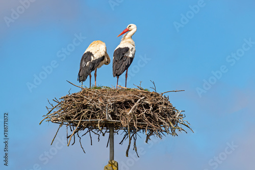 Two storks sitting in the nest. The season is spring.
