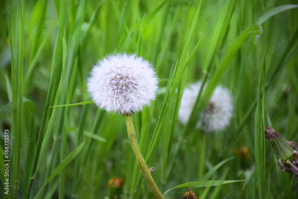 Close up of blooming yellow dandelion flowers Taraxacum officinale in garden on spring time. Detail of bright common dandelions in meadow at springtime. Used as a medical herb