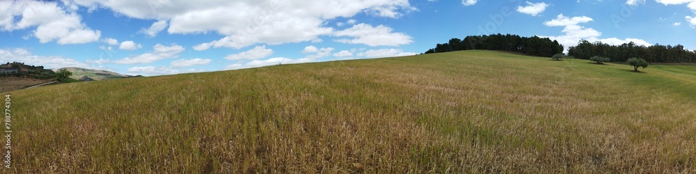 landscape with grass and sky