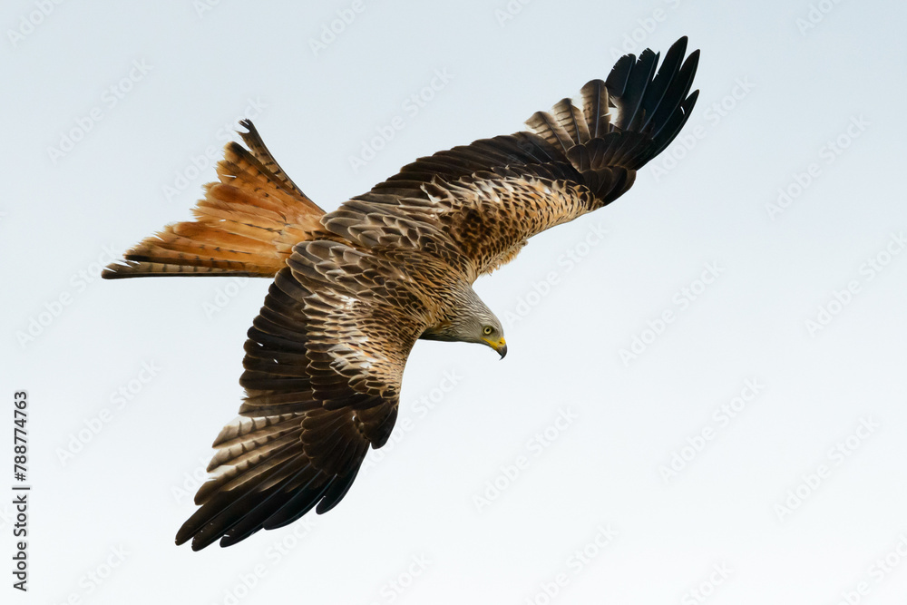 Obraz premium Roter Milan