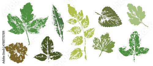 Prints, stamps of various leaves. Decorative botanical elements. Vector graphics.