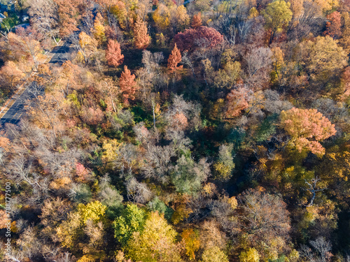 Aerial top down of colorful leaves on tress in fall in suburban Ardmore Philadelphia Pennsylvania
