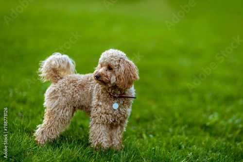 Maltipoo dog on the green lawn in the park