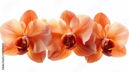   Three orange flowers arranged together on a white tabletop against a white backdrop