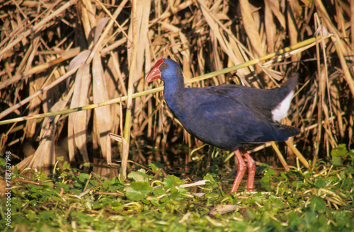 Pollo sultano, Purple Swamphen, Talève sultane, Purpurhuhn (Porphyrio porphyrio). Cabras (Oristano). Sardinia, Sardegna. Italy photo