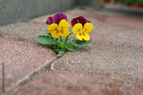 red and yellow flowers growing on a pavement © Karolina