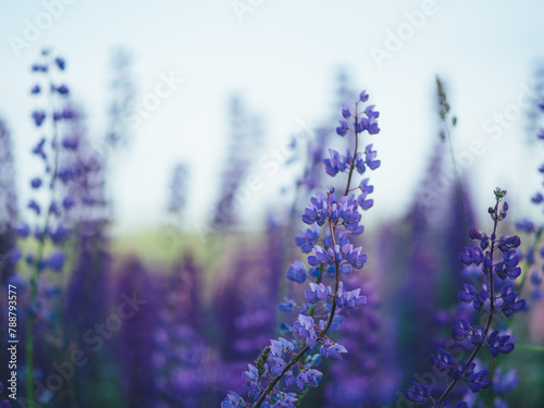 Field of blue lupine , wild flowers