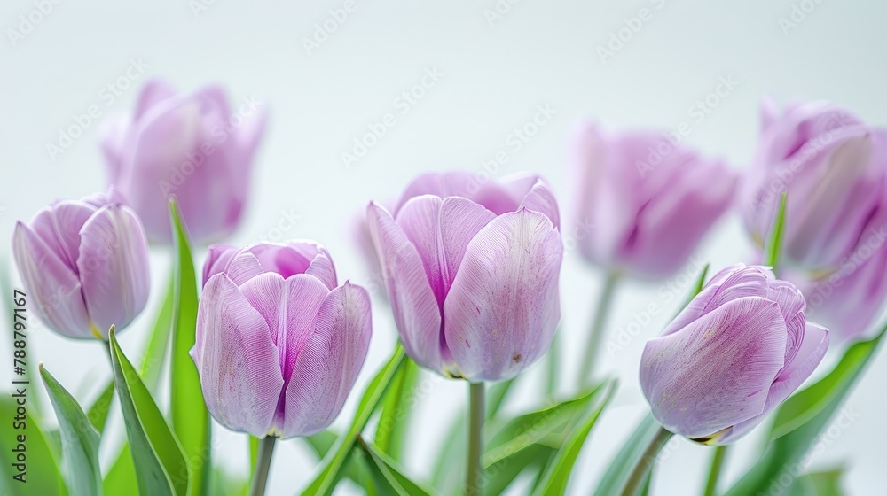Lilac tulip blooms set against a crisp white backdrop