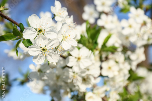 Beautiful blossoming tree branches outdoors on blue sky background, closeup