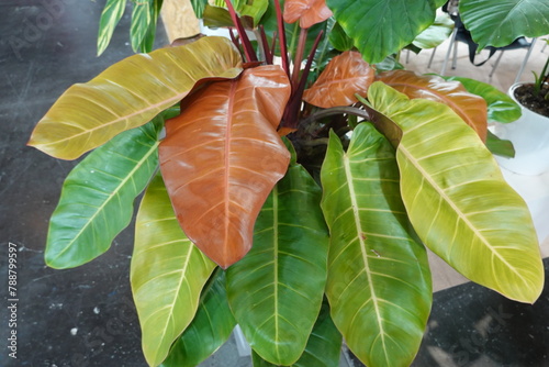 A plant with green leaves and red leaves