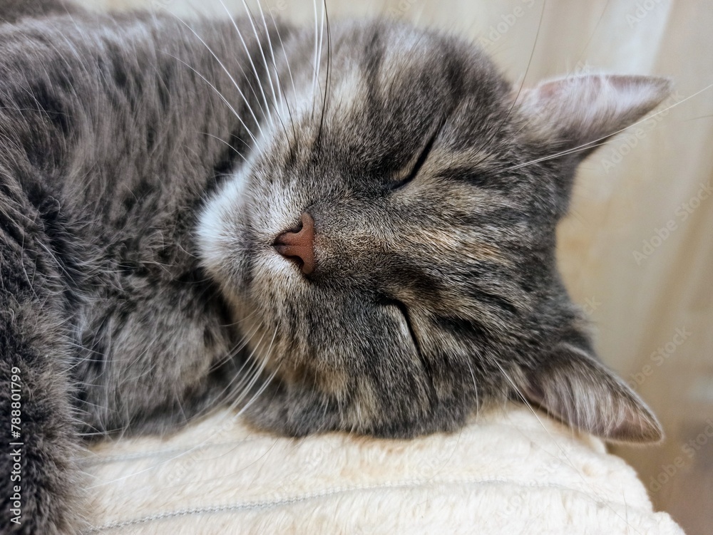 Cute gray cat sleeping on a pillow. Close-up.