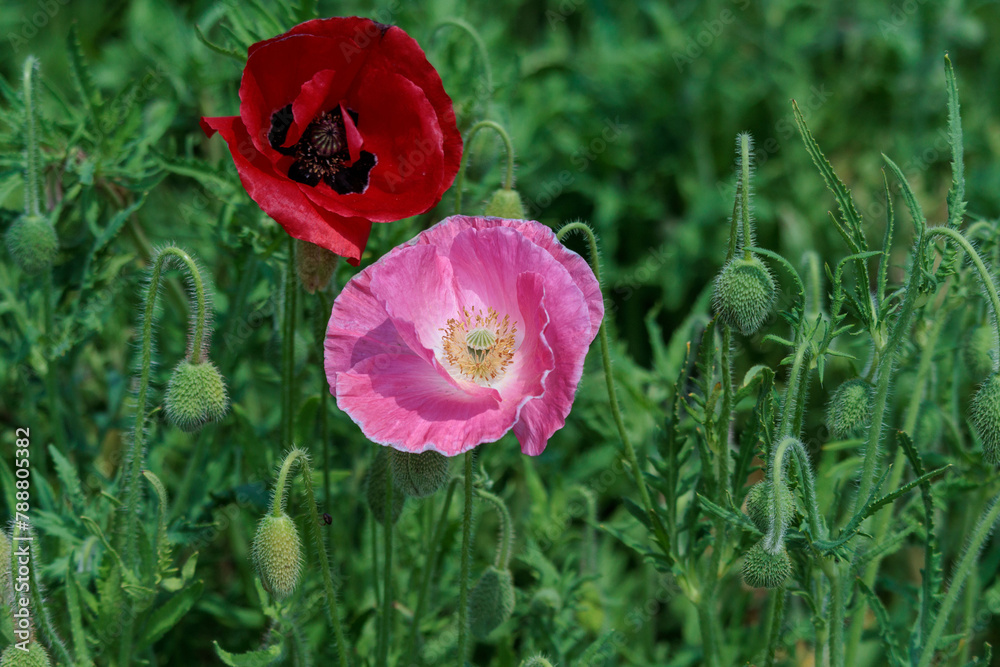 Obraz premium 畑に咲いたポピーの花