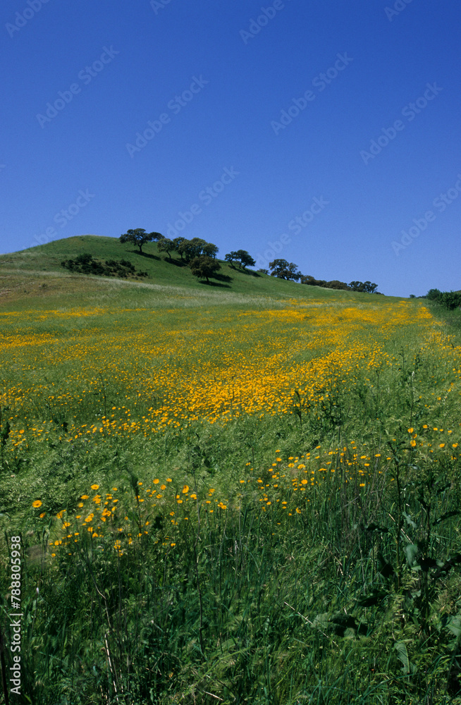landscape with trees and yellow flowers, Hills in bloom at spring near Mores (Sassari) Sardinia. Italy