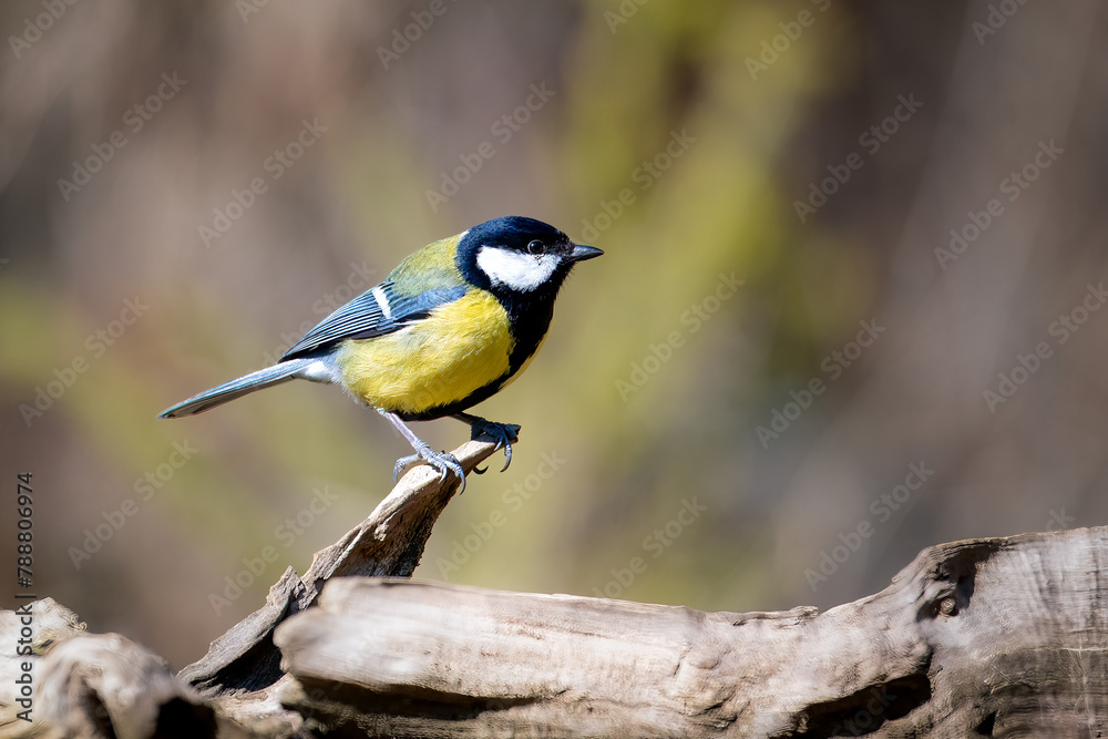 Fototapeta premium a yellow and blue bird sitting on a wooden limb of a tree