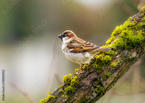 a small bird sitting on top of a tree branch covered in moss