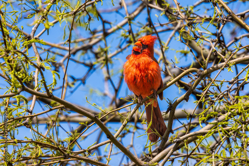 Red Cardinal in Tree singing