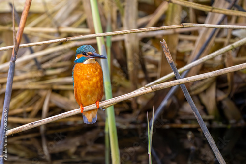 Eisvogel am einem Bach sitzt im Schilff photo