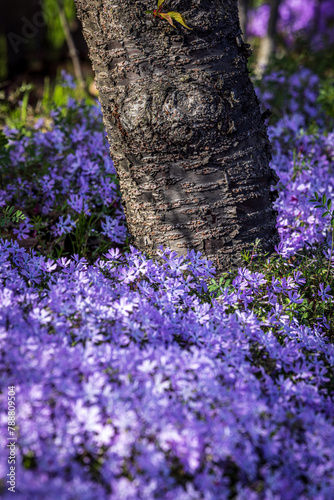 Tree trunk and wild flowers