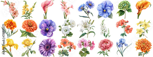Watercolor flower set isolated background. Various floral collection of nature blooming flower clip art illustration element for retro flora wedding or romantic valentine card. crisp edges cut out.