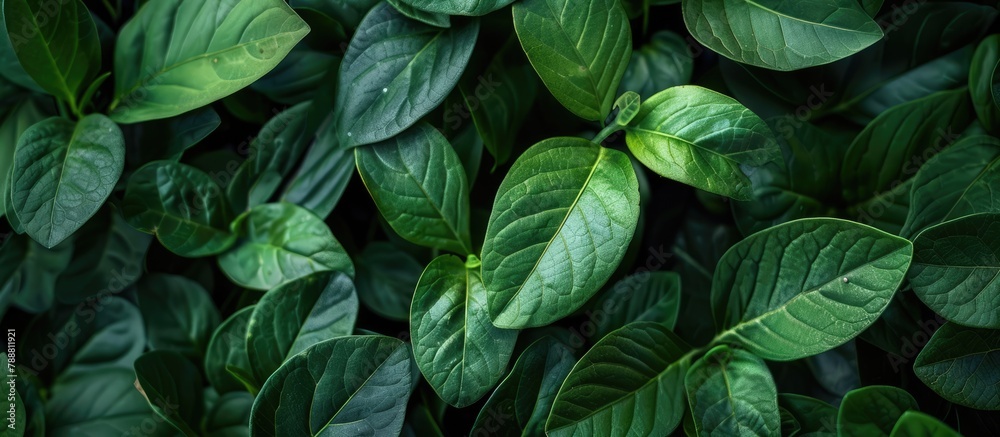 Leaves that are green Leaves that are green
