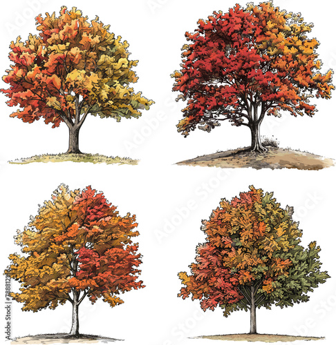 Set of Color engraving raster illustration Set of Maple tree isolated on white background
