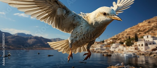 Flying seagull over the sea, Crete island, Greece photo