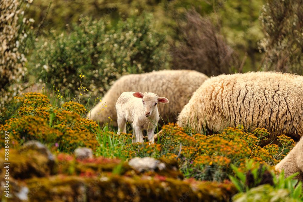 Obraz premium Curious Lamb in Serra da Estrela's Lush Grassland