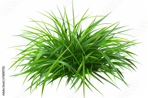 Fresh green cut wild grass isolated on white background and texture, top view vector icon, white background, black colour icon