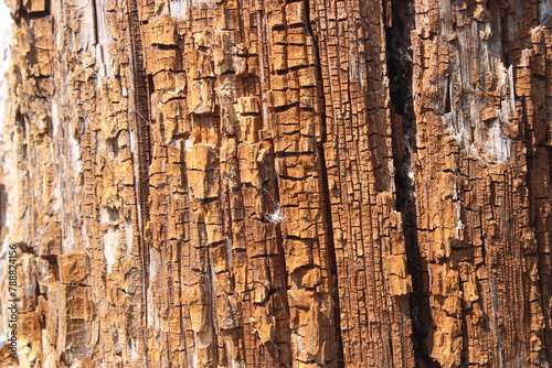 Texture. Old wood. Pine Trunk