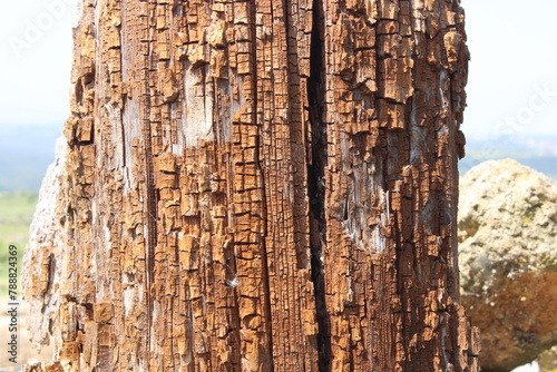 Texture. Old wood. Pine Trunk