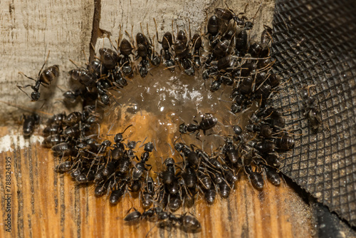 Odorous House Ants feeding on Ant Gel Bait photo