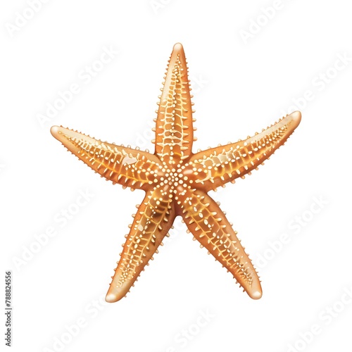 Starfish Illustration on White Background