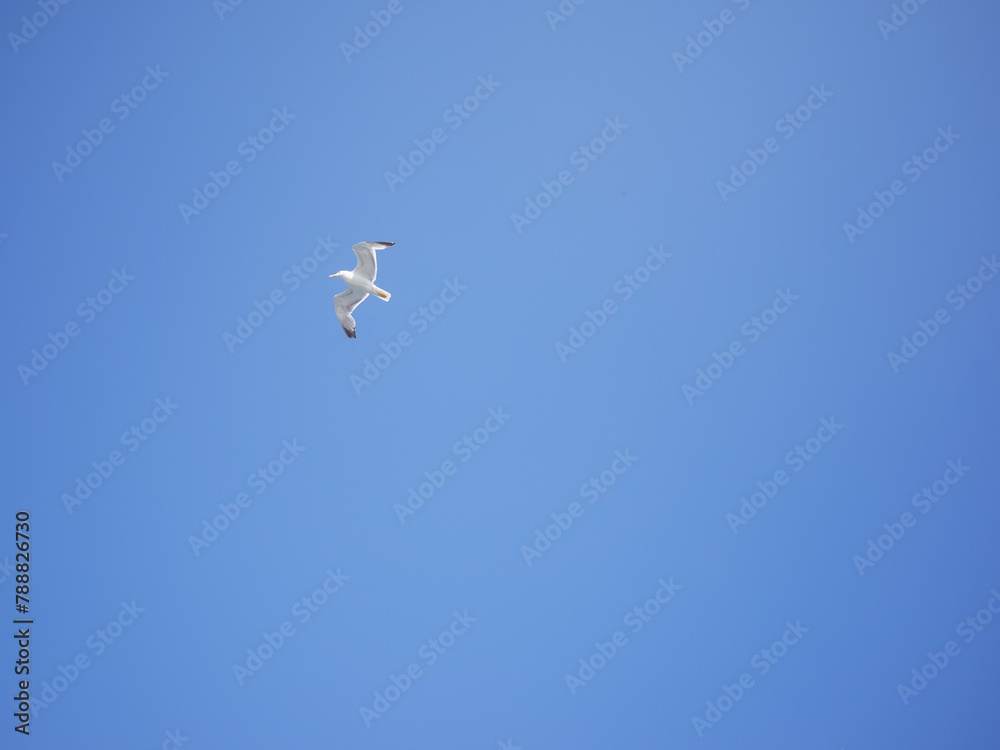 seagull flying in the blue sky in istanbul seagull flying in the blue sky in istanbul