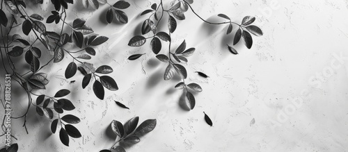 Abstract leaves cast shadows on a gray background, with natural tree leaves gently falling against a white concrete wall, creating a textured background and wallpaper in black and white monochrome,