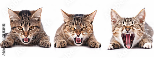 Close-up of three menacing cats lined up, exuding an air of ferocity. White background, isolated, cut out.