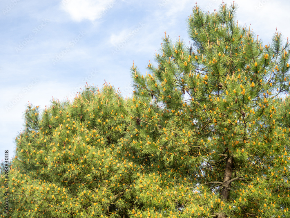 Early spring young cones on the branches. Crown of coniferous trees. Cones and needles on branches. Early spring young cones on the branches. Crown of coniferous trees. Cones and needles on branches.