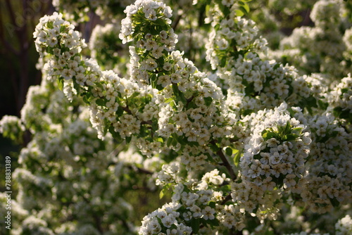 spring background. flower of pear fruit. a tree with white flowers that says spring on it.