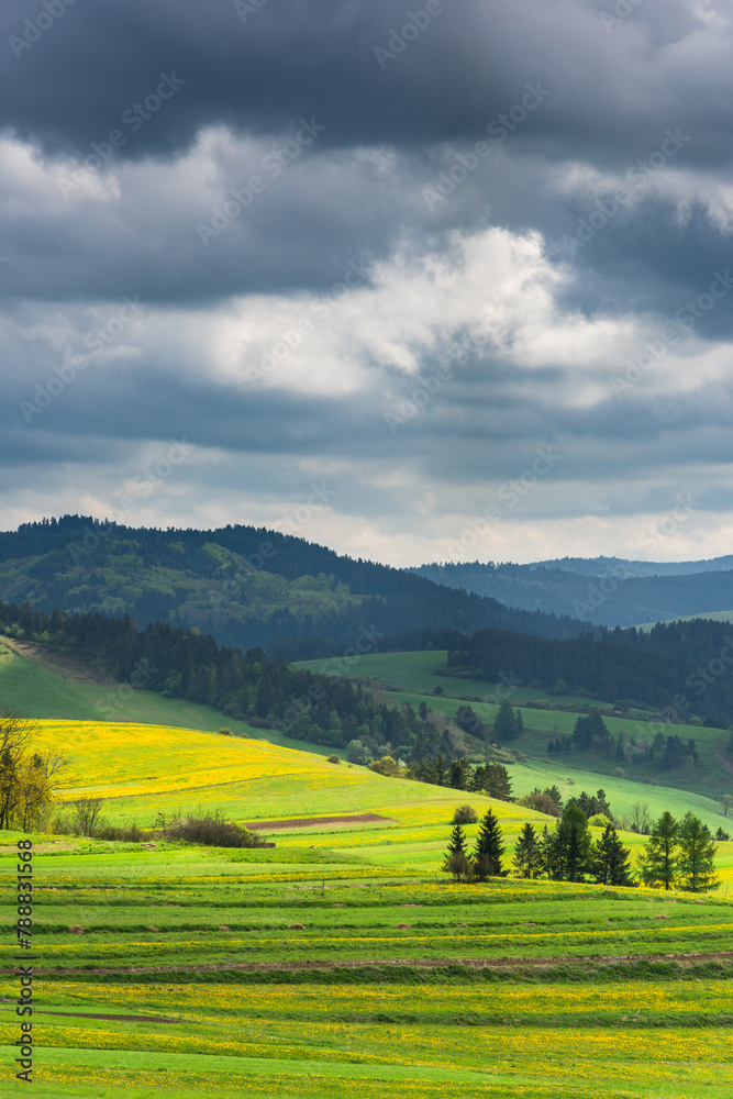 Green and yellow blooming pasture meadows and Pieniny mountains,Poland