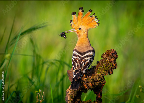 hoopoe perched on a log with bait for sun chickens